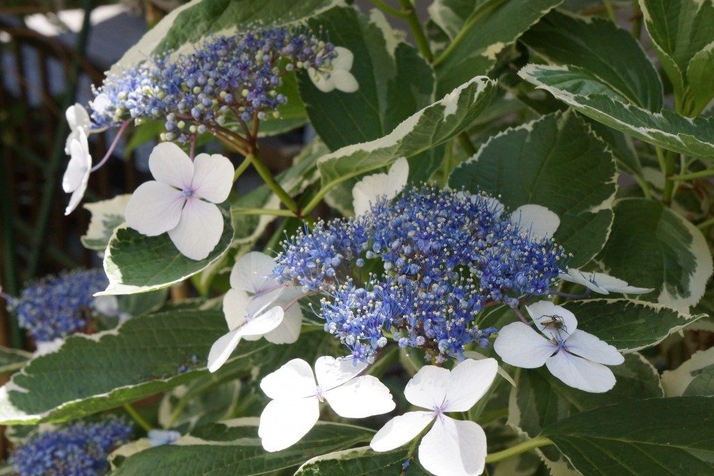 紫陽花