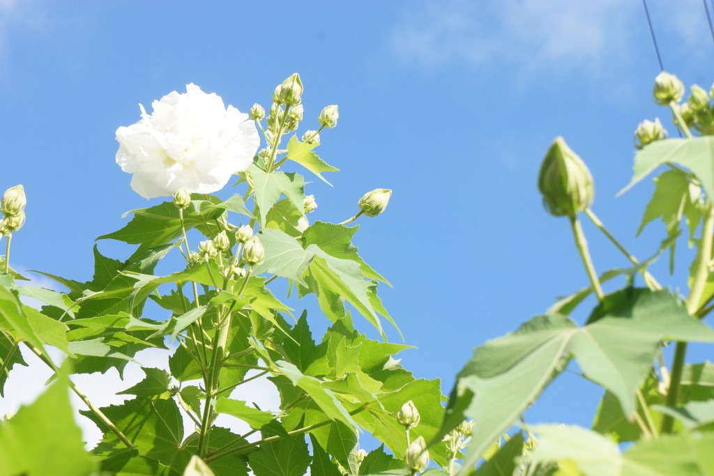 朝の酔芙蓉