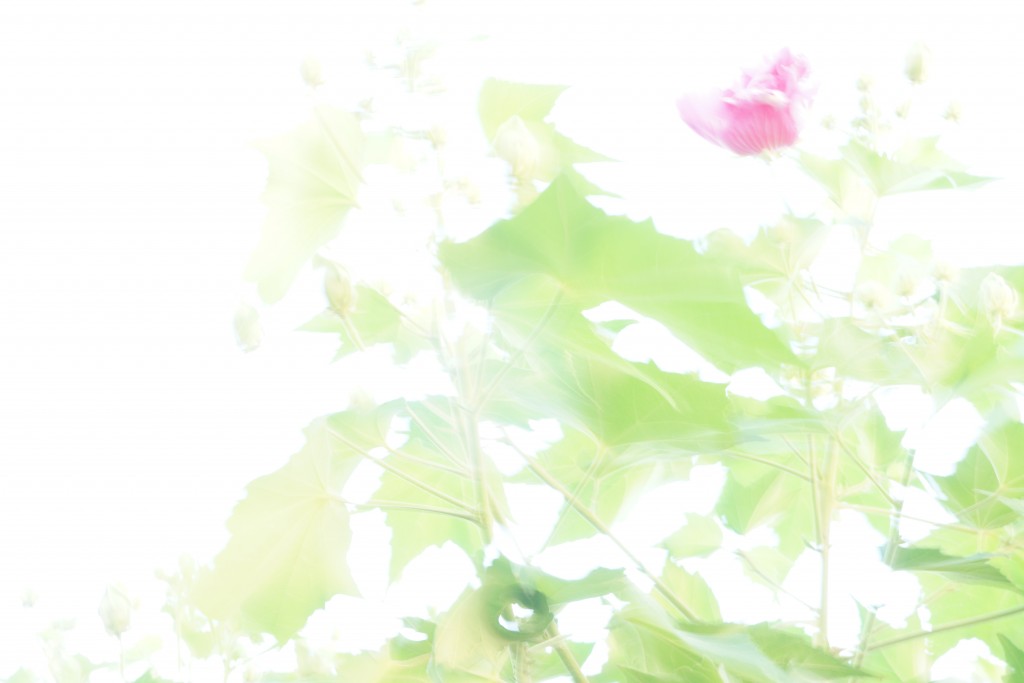 夕方の酔芙蓉