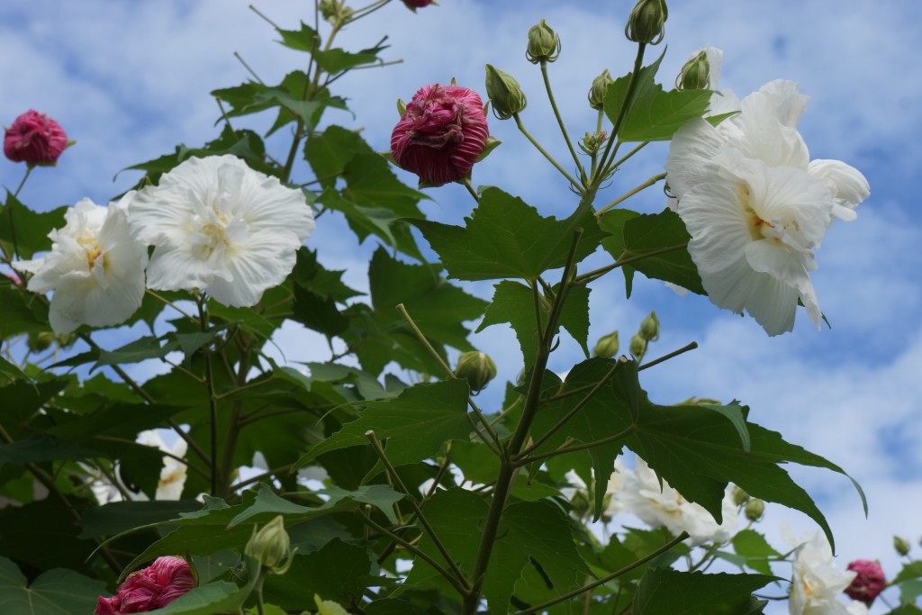 酔芙蓉