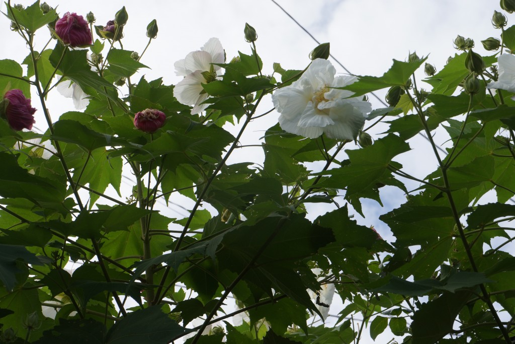 酔芙蓉