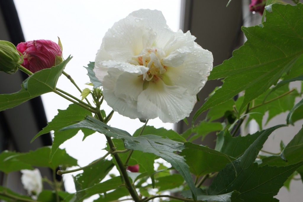 酔芙蓉