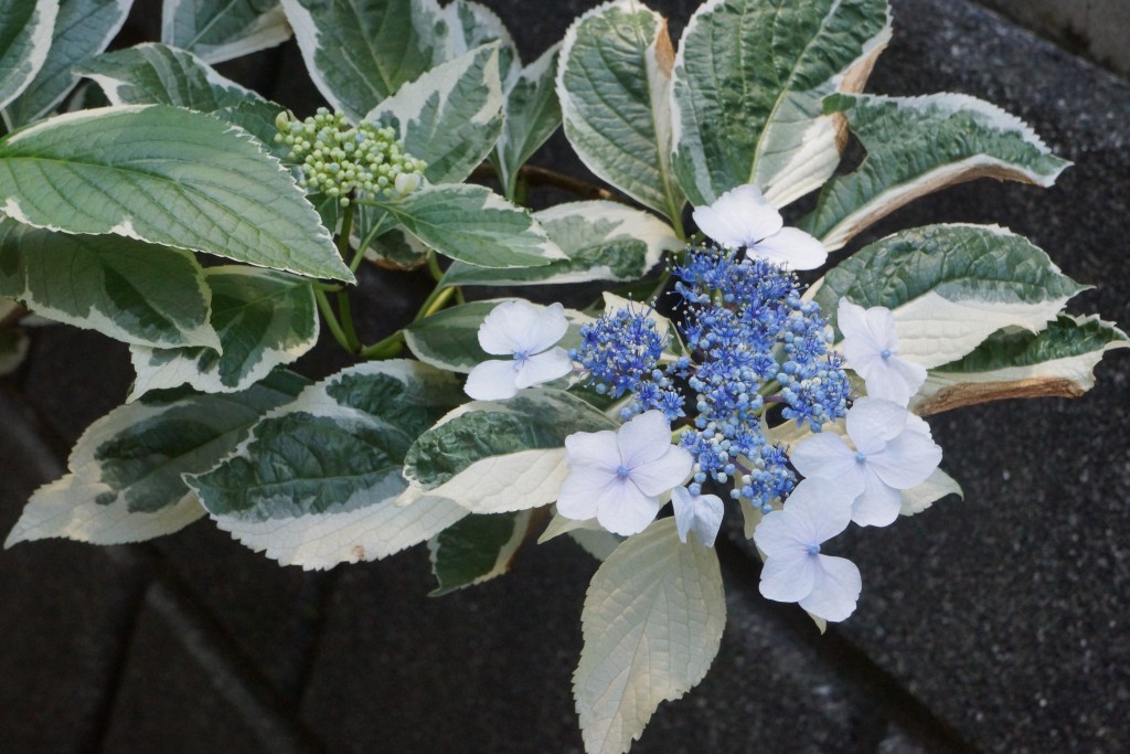 紫陽花