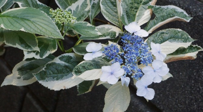 紫陽花